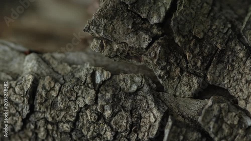 Cracked tree bark texture in cinematic macro forest close up