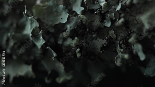 Abstract lichen texture in dark cinematic macro forest background