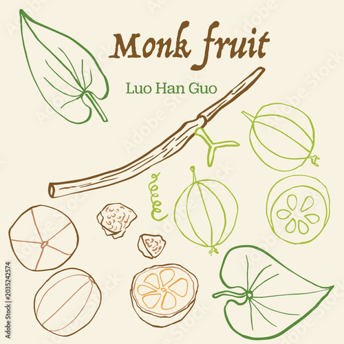 Monk Fruit colorful hand drawn line art vector ink Illustration Set;  Luo Han Guo, Sliced and Dried with Leaves