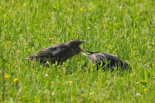 Bild auf Leinwand Adult starling feeding a fledgling in a green meadow.