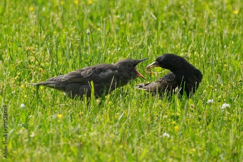 Foto Adult starling feeding a fledgling in a green meadow.