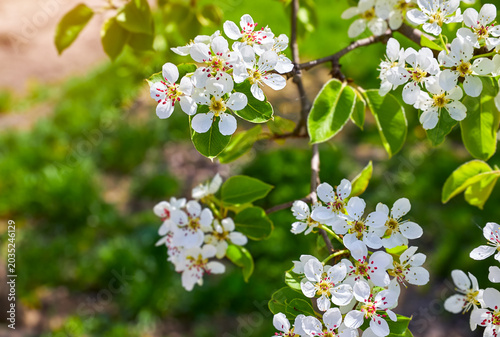 Canvas Print Cherry tree blooming with white flowers among green leaves