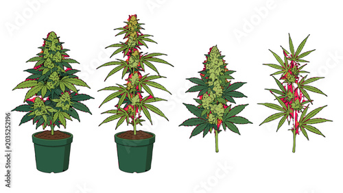 Fotografía Cartoon cannabis plants and branches isolated on white