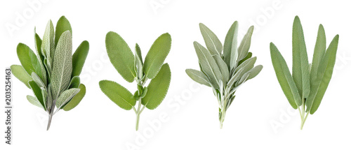 Set of fresh green sage leaves and culinary herb sprigs isolated png transparent background