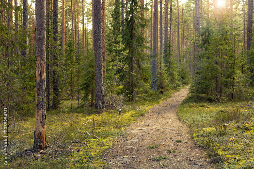 Obraz premium a forest path through dense coniferous forest with tall pine trees, Karelian forest