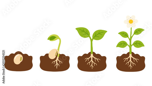 Obraz na płótnie Plant growth stages from seed to flowering sprout illustration