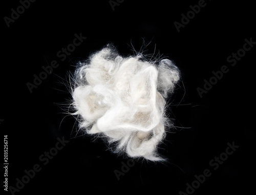 Canvas Print Close-up of a fluffy white fiber tuft or pet fur or wool lint clump on a black background, soft texture and fine hairs visible, minimal studio still life