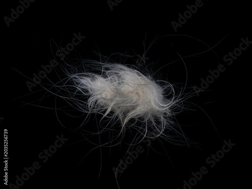 Canvas-taulu Small clump of white pet fur or feathers isolated on black background, macro close-up with fine strands and soft texture