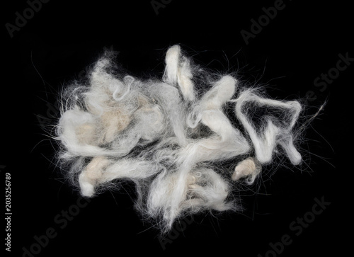 Obraz na płótnie Soft clumps of white and light gray pet fur or lint isolated on black background, close-up texture, messy bundle suggesting shedding, cleaning, allergy concept