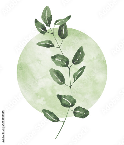 Minimal watercolor botanical illustration with green leafy branch over soft watercolor circle, elegant natural composition for branding, posters, invitations and modern decor