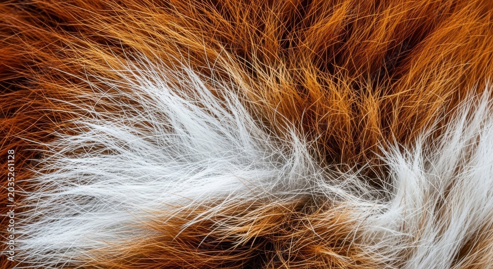 Fototapeta premium Macro Texture of Red and White Animal Fur, Close-up of Fox Hair Pattern for Background and Design