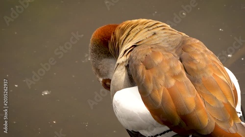 Close-up of an Egyptian goose (Alopochen aegyptiaca) preening its feathers, showcasing intricate plumage and soft details in a calm, serene setting.
