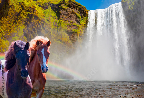 Obraz na plátně Amazing Skogafoss waterfall in Iceland - The Icelandic red horse is a breed of h