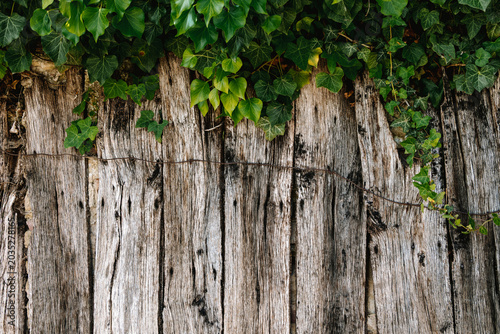 Photos Palissade en bois avec lierre