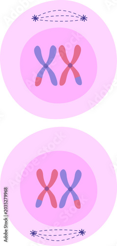Tableau sur toile Meiosis Prophase II Cell Division. Vector Isolated
