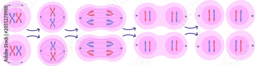 Fotografia Meiosis II Cell Division Stages. Vector Isolated