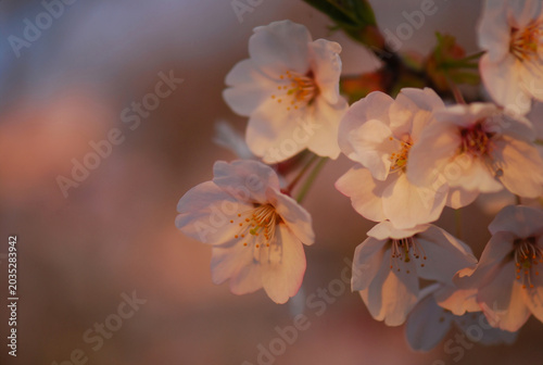 夕暮れの優しい光に照らされて美しく咲くソメイヨシノの桜