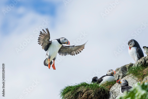 Alantic Puffin (Fratercula arctica) in flight