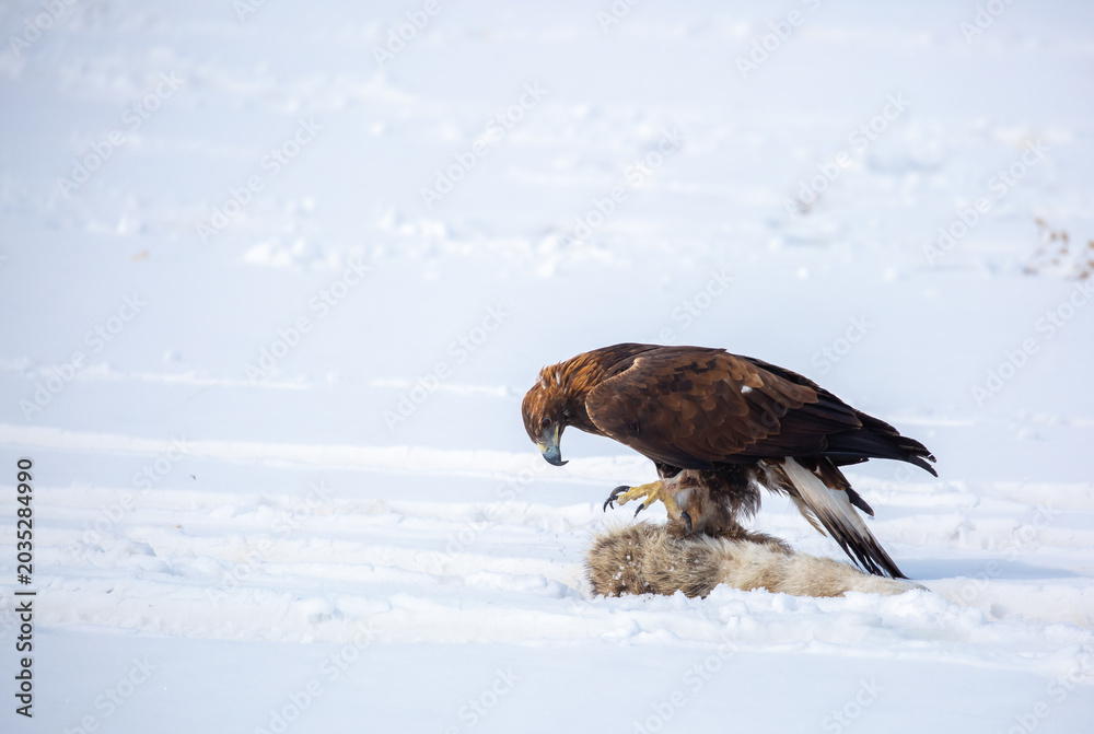 Fototapeta premium A large eagle caught a fox against a backdrop of snow. A bird of prey hunts its prey. A golden eagle sits in the snow, clinging to its prey. Falconry. A national tradition of Asia. Berkutchi,