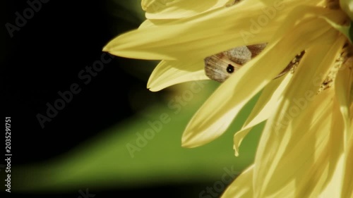 close up of butterfly hidden among sunflower petals