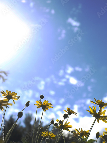 青空に向かって咲く黄色いユリオプスデージーの花と太陽の光