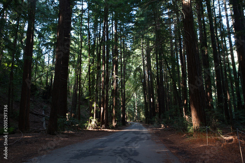 Photos Pfeiffer Big Sur State Park in USA