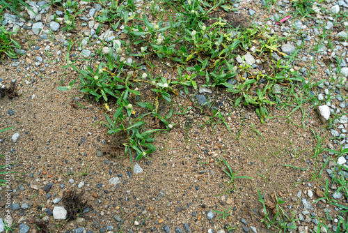 Green Weeds and Wild Grass Growing on Sandy Gravel Ground