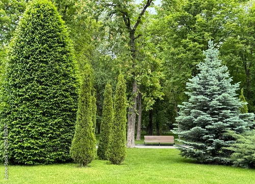 garden with trees