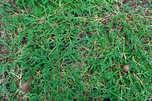Small Snail Crawling on Green Grass Lawn