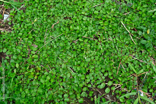 Lush Green Ground Cover Plant Texture