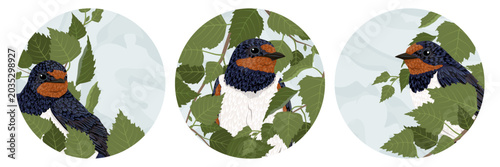 Barn swallow bird in silver birch leaves vector illustration set. Hirundo rustica sitting on Betula pendula branch round avatar emblem clipart templates isolated on white background