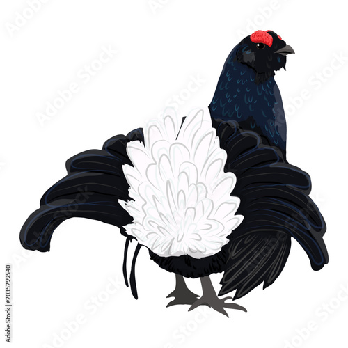Black grouse male bird vector illustration. Lyrurus tetrix lekking lek display with open tail feathers clipart isolated on white background. Forest wildlife digital design element