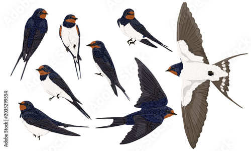 Barn swallow bird vector illustration set. Flying and sitting migratory swallows clipart isolated on white background. Spring wildlife digital design elements
