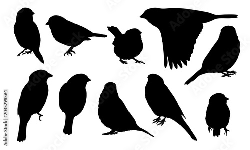 Eurasian tree sparrow bird vector silhouette set. Flying, sitting and standing passerine sparrows clipart isolated on white background. Small wildlife digital design elements