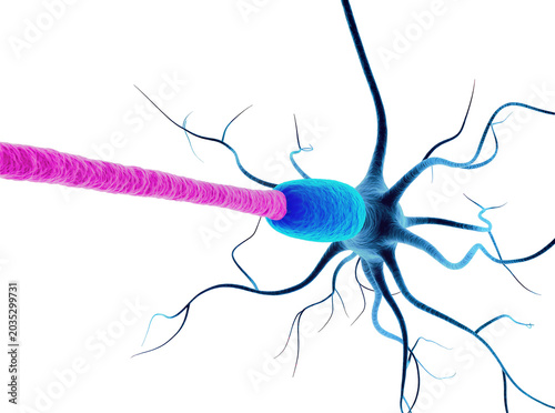 Fotografie Isolated human neuron nerve cell with myelin sheath 3D medical illustration anatomy