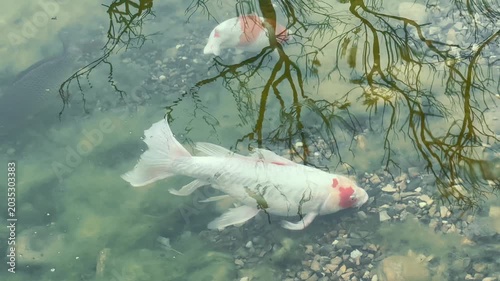 Koi fish swimming in clear pond water, tree reflections, zen garden nature, aquatic wildlife, calm meditation, wellness background.