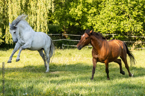 Konstfotografi Elegant Lusitano horse and grey companion running and playing together on green