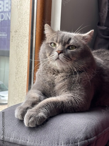 portrait of a cat