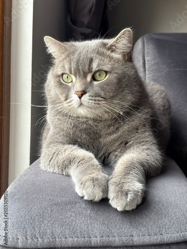 portrait of a cat