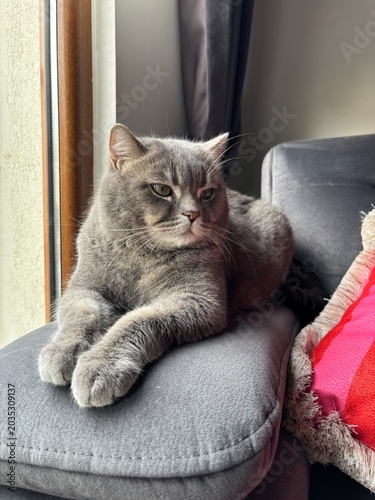 portrait of a cat