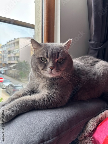 portrait of a cat