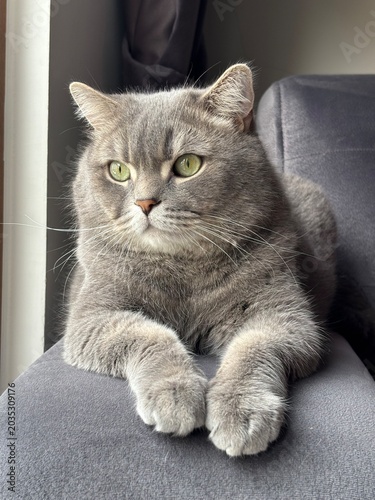 portrait of a cat