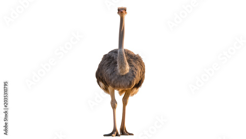 Fotografie Isolated adult ostrich, a large flightless bird with a long neck, standing uprig