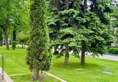 trees in the park