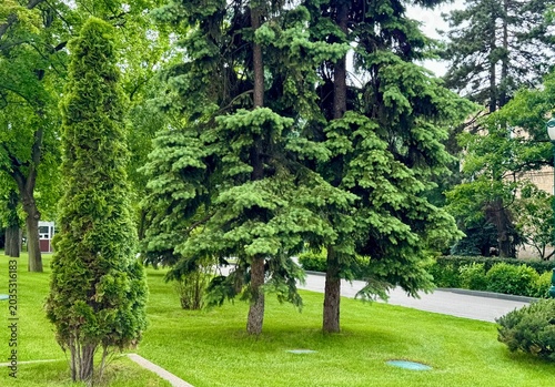 trees in the park