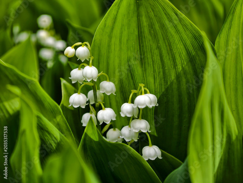 Foto Spring floral background with wild forest lily of the valley