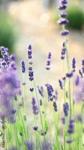 Close-up of beautiful purple lavender flowers swaying gently in the wind in slow motion under warm backlight sunbeams. 