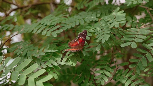 Red Butterfly Pair Perched On Leaves, Closeup Capture Of Two Red Butterflies With White Spots Engaging