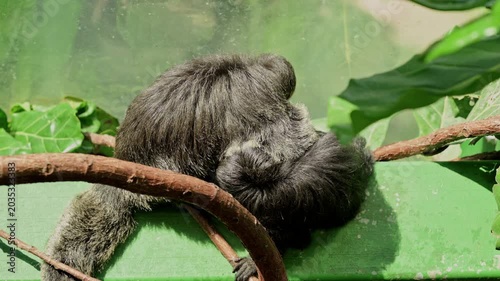 Relaxed Sloth Sprawled On Branch, Shaggy Grey Fur Draped Over Vine, Slow Breathing And Gentle Movements