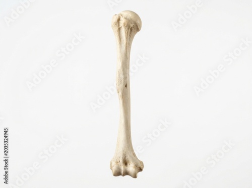 Animal Bone Structure Isolated White Background.